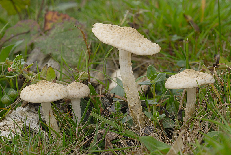 Pholiota gummosa